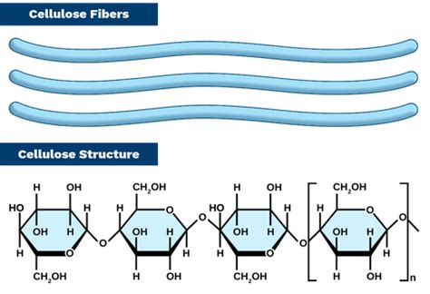 Cellulose - Labster