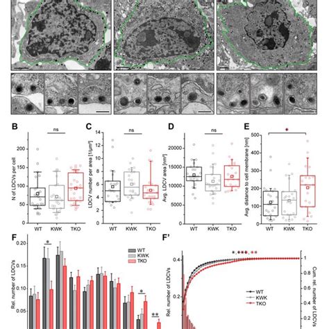 Live chromaffin cell recording of neurotransmitter release. Chromaffin... | Download Scientific ...