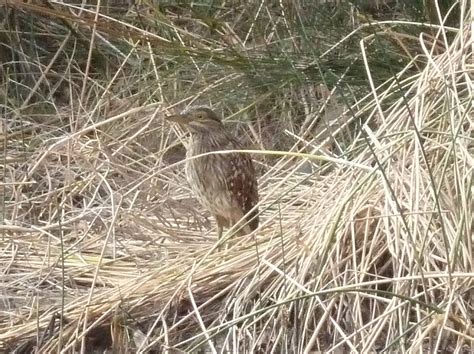 Nankeen Night-heron | Friends of Queens Park Bushland