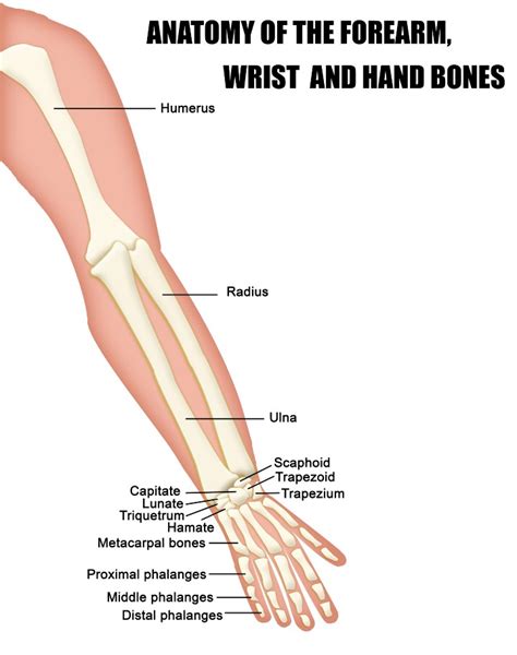 Why Do I Have Ulnar Wrist Pain When Twisting?