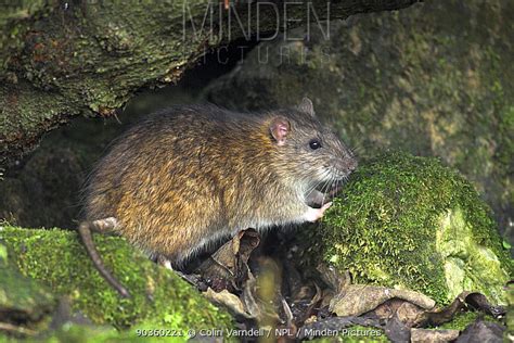 Brown Rat stock photo - Minden Pictures