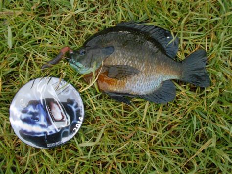 Sunfish, Bluegill | www.roughfish.com