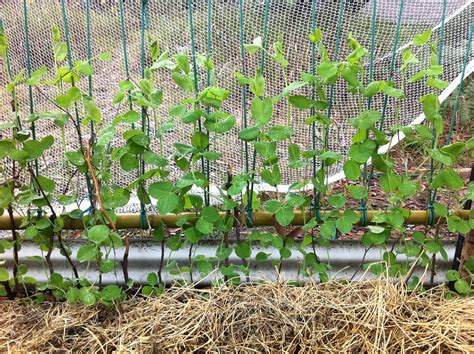 Snow peas growing on the bamboo and rope trellis | Doug Beckers | Flickr