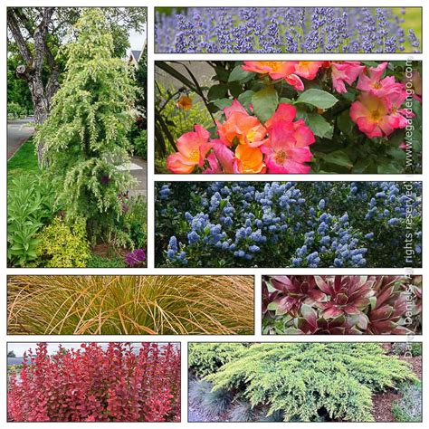 Drought Tolerant Shrub Combo for Full Sun