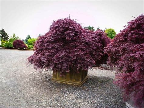 20 Purple Japanese Maple Tree Bonsai Seeds Heirloom Rare Colorful Lawn ...