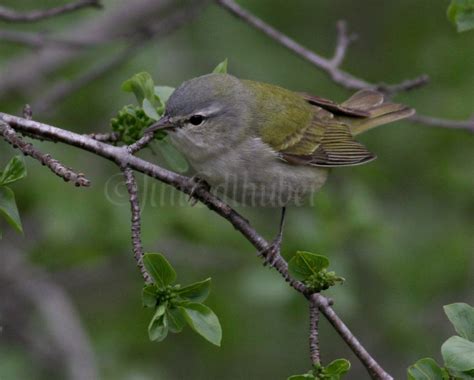 Tennessee Warbler - Window to Wildlife - Photography by Jim Edlhuber