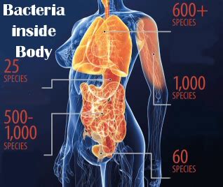 Is Human Body made of / for Bacteria