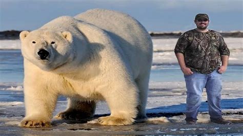 The biggest Polar bear in the world - YouTube