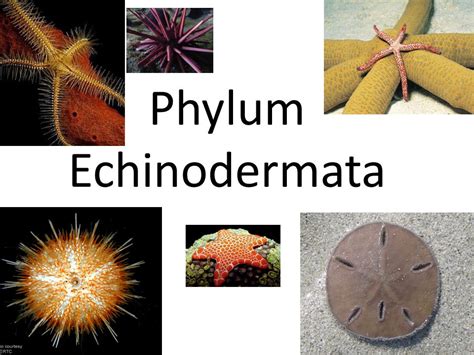 Phylum Echinodermata General Characteristics and Classification ...