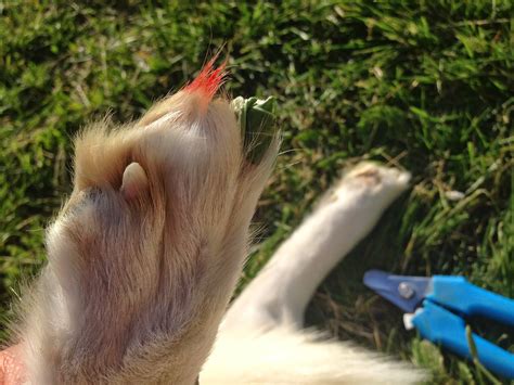 Katerina's Journal: How To Stop Bleeding From Dog Nail Trimming Naturally