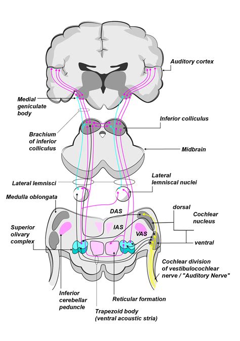 Auditory Reflex Pathway