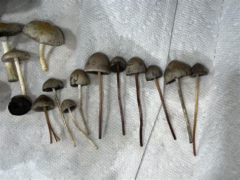 Can Blue Meanies (Pan Cyanescens) have brown stems or do I have