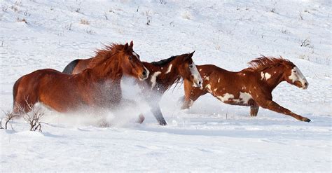 Trio Of Quarter Horses Running In Snow Photograph by Darrell Gulin - Fine Art America