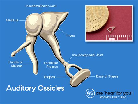 Your 3 Smallest Bones - Wichita Ear Clinic