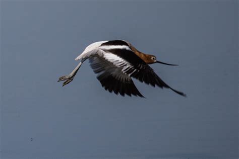 American Avocet — Sacramento Audubon Society