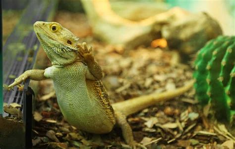 Bearded Dragons as Pets: Dangers, Cost to Buy One, and Ease of Care - Embora Pets