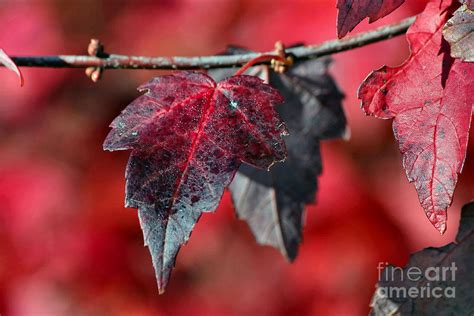 Autumn Leaves #4 Photograph by Luv Photography - Fine Art America