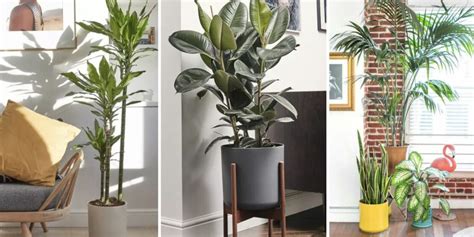 Plantas grandes para a sala: listamos as 15 melhores