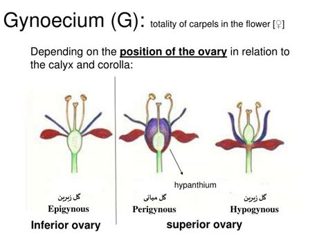 PPT - Flower morphology PowerPoint Presentation - ID:3614831