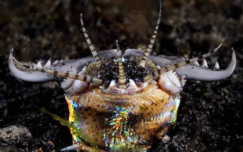 Cacing Bobbit, Monster Pemangsa Mengerikan Dari Dasar Laut | sragen