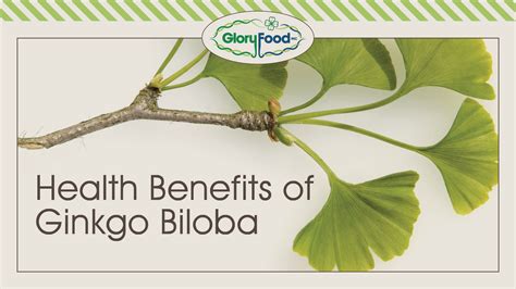 Ginkgo Biloba Health Benefits | Glory Food