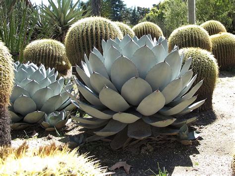 Parry's agave (Agave parryi) - growing guides