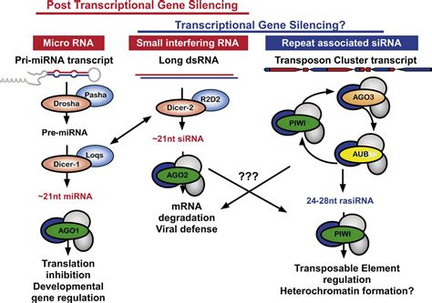 Small RNA-directed heterochromatin formation in the context of development: what flies might ...