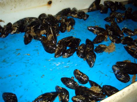 First Farm-Raised Mussels Make Debut | The Vineyard Gazette - Martha's ...