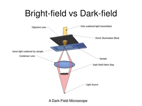 PPT - Microscopy Outline PowerPoint Presentation, free download - ID ...