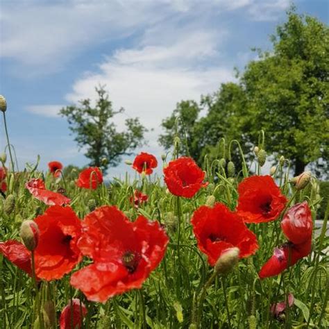 Beautiful Red Poppy Field | Free photos - photos777.net