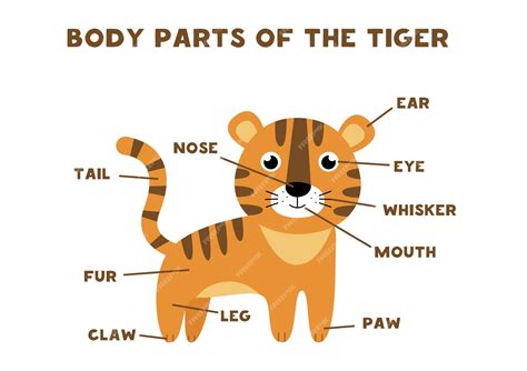 Premium Vector | Body parts of the tiger. Animals anatomy in English for kids. Learning words.