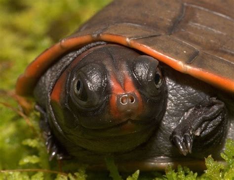 RED-HEADED AMAZON RIVER TURTLE LIFE EXPECTANCY