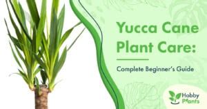 Yucca Cane Plant Care: [Complete Beginner's Guide]