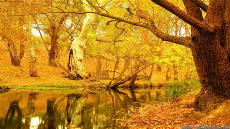 Autumn Tree Wallpapers - Wallpaper Cave