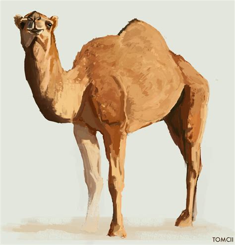 Camel by Tom-Cii on DeviantArt