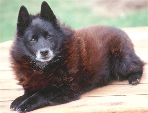 About Dog Schipperke