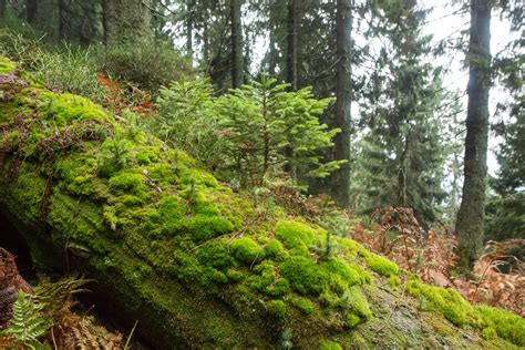 Remote Primary Forests | A long-term international research