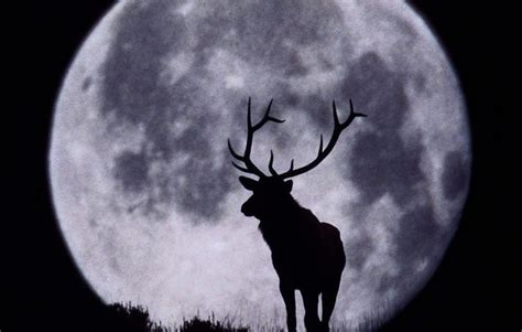 July 2020 Full Buck Moon - Healing Old Wounds | Full buck moon, Moon, Buck