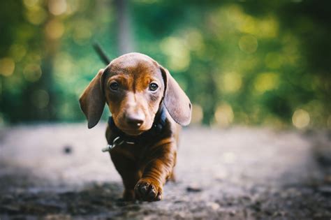 Dachshund Wallpapers, Pictures, Images