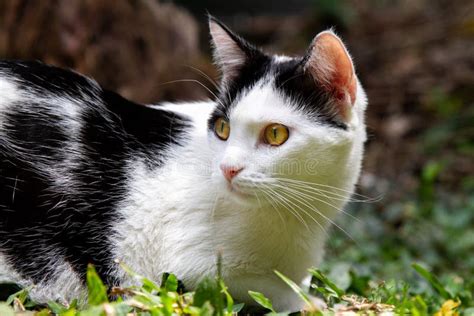 A Rescued Black and White Cat Stock Image - Image of family, looking: 243204313