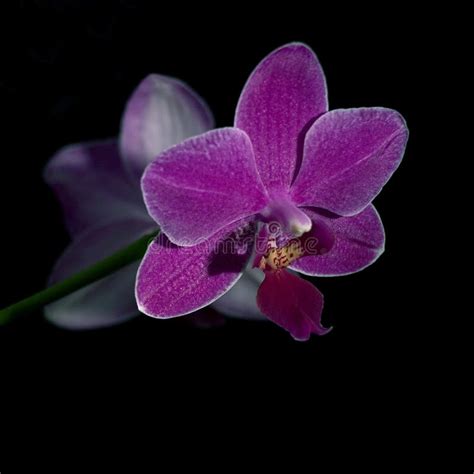 Orchids and stones stock photo. Image of lifestyle, healing - 1729114