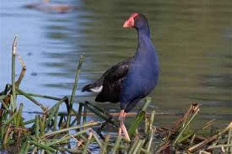 10 Interesting Pukeko Facts | My Interesting Facts