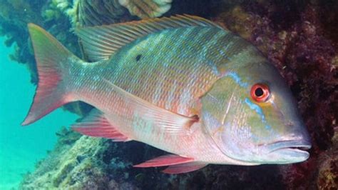 Snapper, Mutton - South Atlantic Fishery Management Council