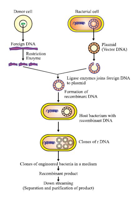 Recombinant Dna Examples