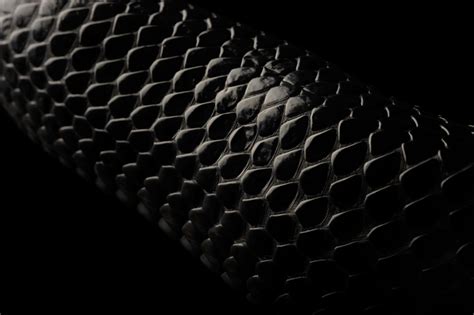 Black Snake Skin Wallpaper - WallpaperSafari