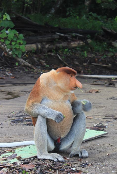 Proboscis Monkey In Malay / "Proboscis Monkey - Borneo, Malaysia" by ...