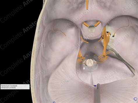 Tentorium Cerebelli | Complete Anatomy