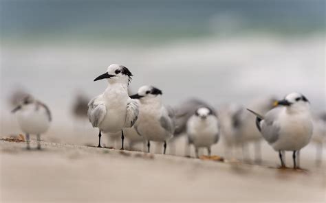 Florida Shorebirds Photo Trip – Holger Wagner