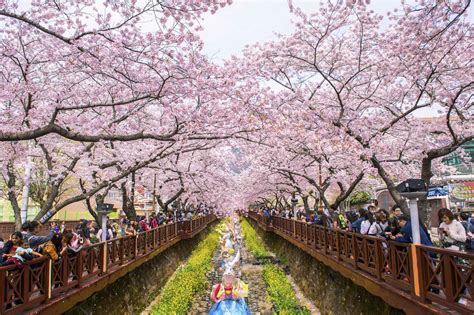Where to See Cherry Blossoms in Asia - Discovery