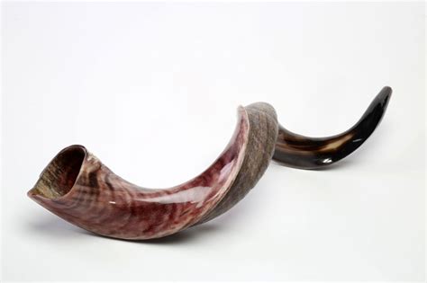 Buy XLarge Yemenite Shofar Horn (31.5-35 inch) | Israel-Catalog.com